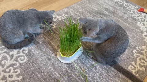 Grass experiment cat's 🐱