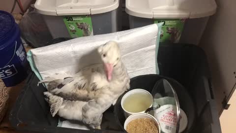 My set up for feeding Ernie, my special needs goose