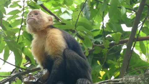 Monkeys eat coconuts on trees 2021