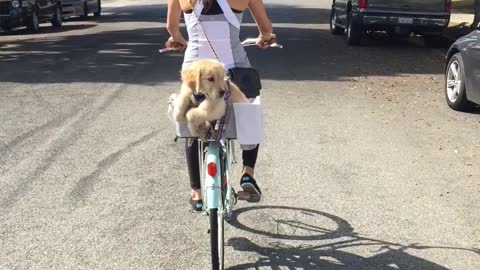 Golden Retriever puppy in a bike basket