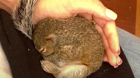 Salvage Squirrel Still Loves The Family Who Saved Him