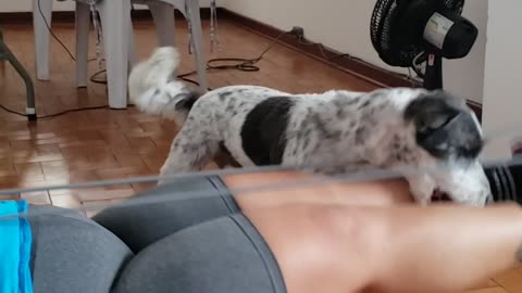 The dog does not want me to do exercise!