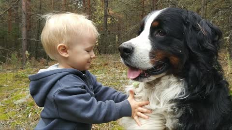 Little boy shares his hat and hugs with a huge Bernese Mountain Dog