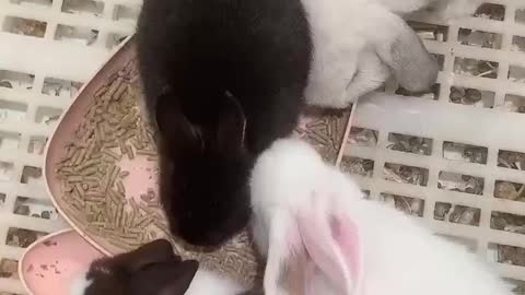 The bunnies are eating