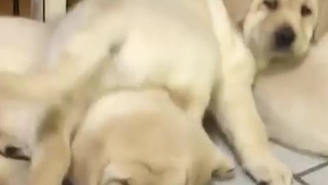 Dog on Dog on Dog | adorable doges