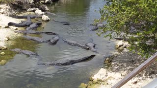Don't feed the gators!