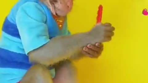 Magic Monkey #funny #animals #monkey