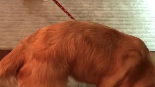 Puppy tries to walk much bigger dog on leash