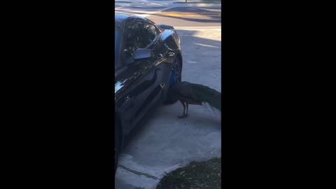 Peacock stares at his reflection in a car