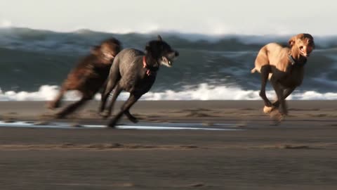 Happy Playful Dogs At The Coast