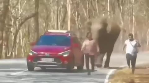 Because of a selfie, an elephant charges tourists in Bandipur National Park in Karnataka