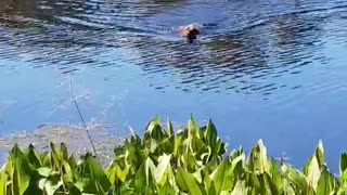 Lion Hound Pup Swimming with Wild Wood Ducks