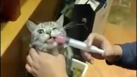 Beautiful Cat Injection funny compilation