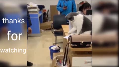 Cute cat is playing with man