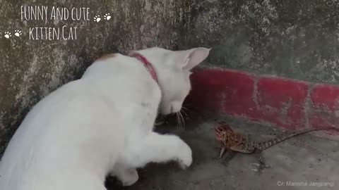 Cat vs Lizard - Funny and Cute Cats Videos Compilation