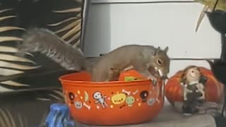 Squirrel In Halloween Candy Bowl