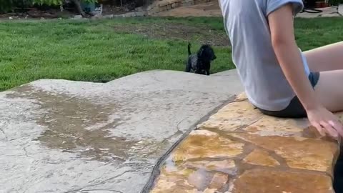 Pup Thought it Could Walk on Water