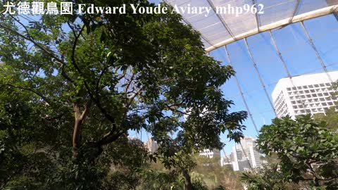 尤德觀鳥園，香港公園 Edward Youde Aviary，Hong Kong Park, mhp962, Dec 2020