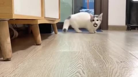 Toy kitten