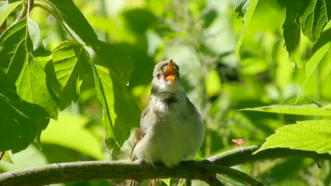 Bird singing in a tree