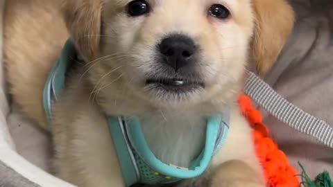 Cute puppy animal beautiful animals