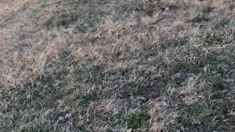 Puppy golden retriever play fetch at the park