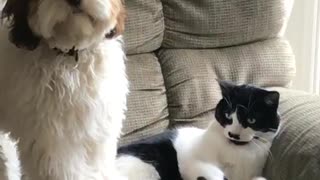 Dog and cat on rocking chair