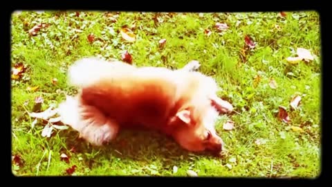 Fun-loving Pomeranian puppy does a rolling exercise to fight boredom.