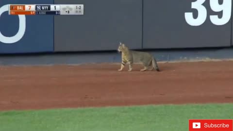 Cat on field receives "MVP" chants at Yankee Stadium
