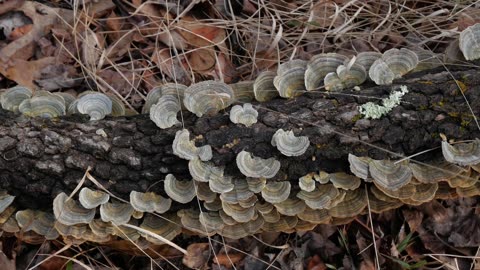 Fungi fungus mushrooms