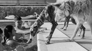 Ananova - Malnourished Abandoned Greyhound Howls In Pain