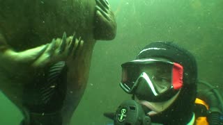 Wild grey seal holds diver's hand