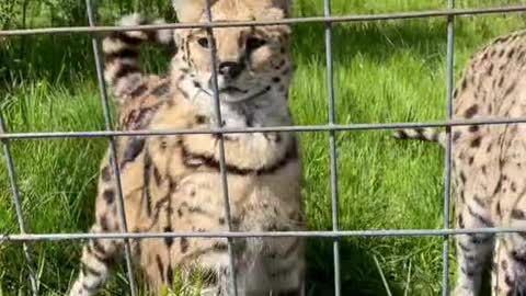 Little afternoon snack (with meds) for some of our servals and bobcats