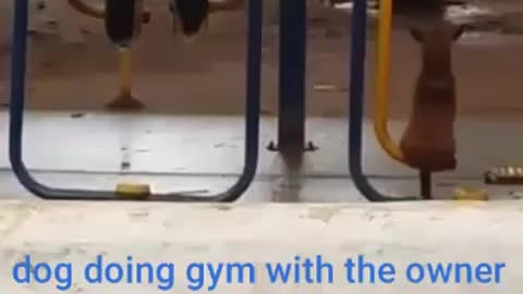 dog doing gym with the owner