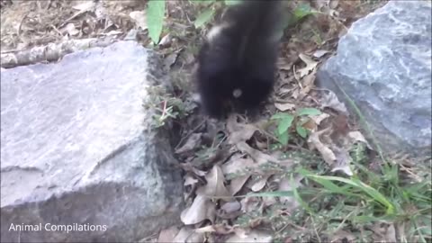 Baby Skunks Trying To Spray