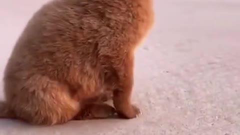 Cute and Funny cat Videos