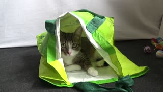 Cute Kitten Discovers Large Shopping Bag