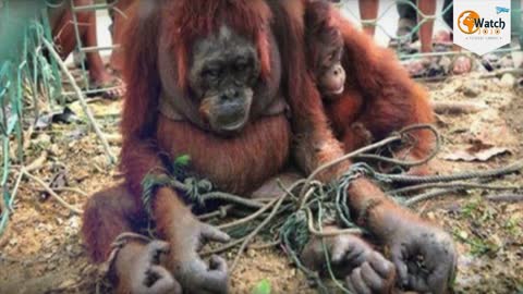 2:44 NOW PLAYING How People Welcomed This Poor Orangutan Mother Will Bring Tears To Your Eyes