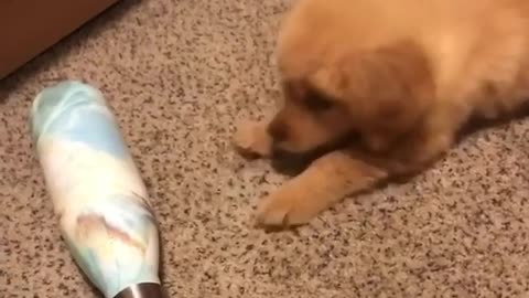 Even Something As Mundane As A Water Bottle Can Leave A Puppy Baffled