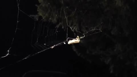 Barn spider spinning grasshopper in her web. 🕸🦗