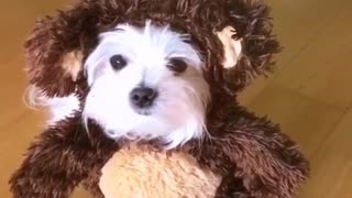 White dog in brown bear costume