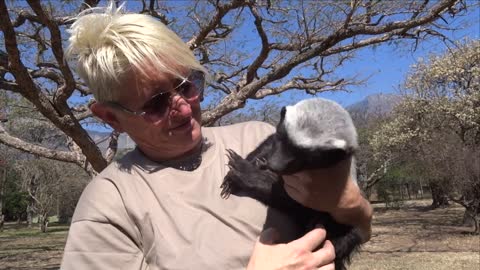 Meet Julius, A Baby Honey Badger | Moholoholo South Africa