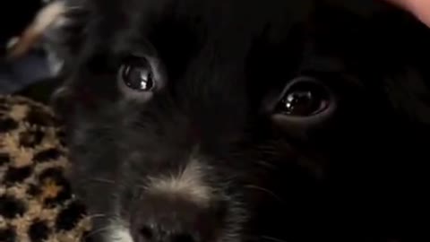 Adorable black puppy with beautiful eyes