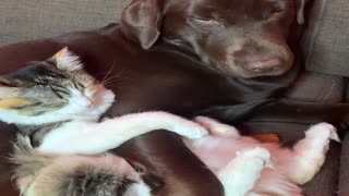 Dog and Cat Cuddle Up On Couch