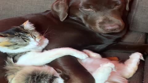 Dog and Cat Cuddle Up On Couch