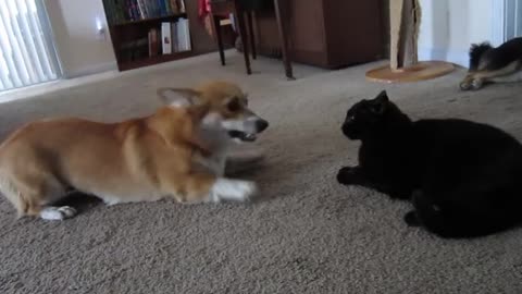 Corgi talks to cat