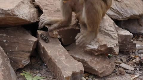 on a Rock Eating Cookies from a Plastic Bag