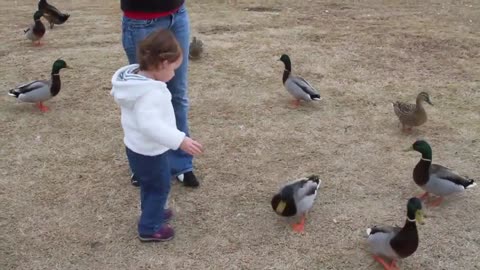 Baby Quinn feeding ducks at the park (CUTE!)