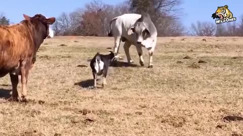 Are you a lover of Goats, this is Crazy! Funny Animals video 2023