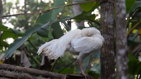 suara ayam berkokok